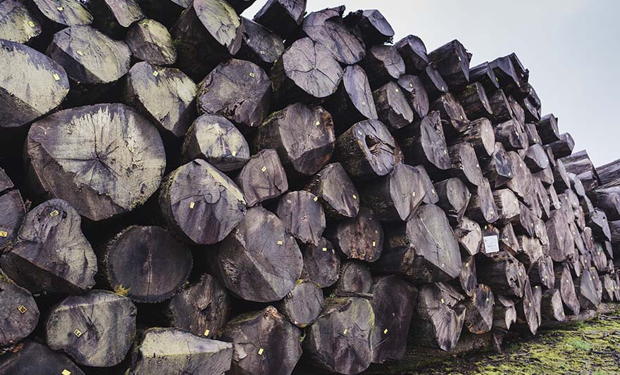 Notre gestion du bois, des engagements en faveur du développement durable