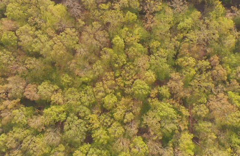 Les forêts montrant nos engagements en faveur du développement durable